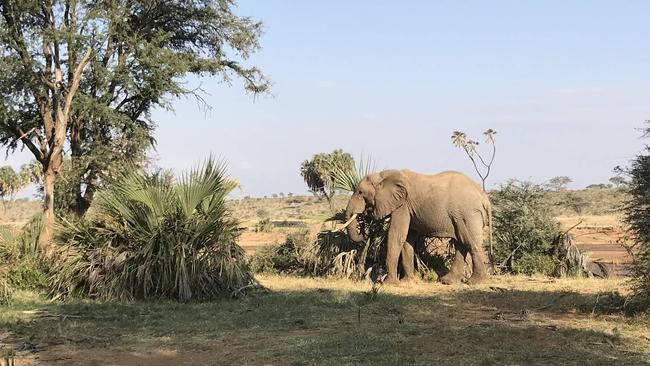 Some of the wildlife being protected by tourists going on safari.