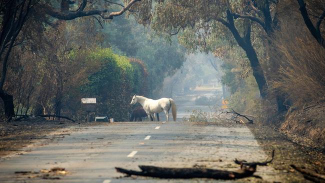 A horse on the loose on the Tonimbuk Rd, Tonimbuk, amid the devastation. Picture: Mark Stewart