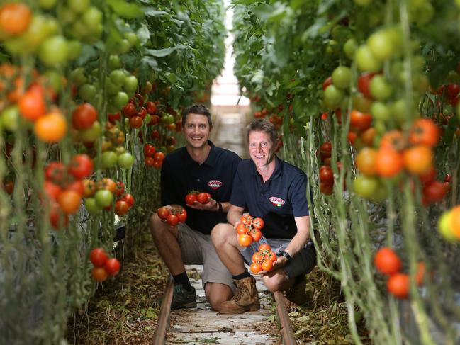 Flavorite Tomatoes, Warragul,   brothers Chris and  Ed Millis,  Picture Yuri Kouzmin