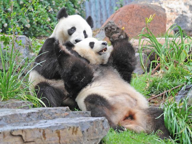 Funi and Wang Wang roll about and cuddle in their enclosure at the Adelaide Zoo. Picture: File