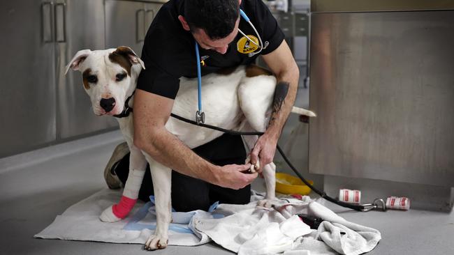 Chris Izard at BARC checks the paw of a rescue dog. Picture: Sam Ruttyn