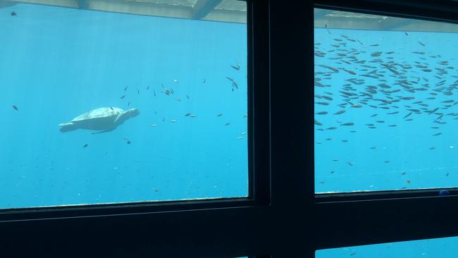 A sea turtle swims past the Reefsuite bedroom window. Picture: Kyle Pollard