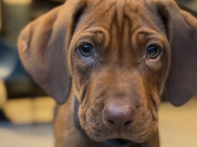 The Judd family has a new(ish) Rhodesian ridgeback puppy called Snoop. Picture: Supplied