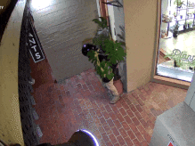 Bizarre video shows ugg boot-wearing thief steal pot plant