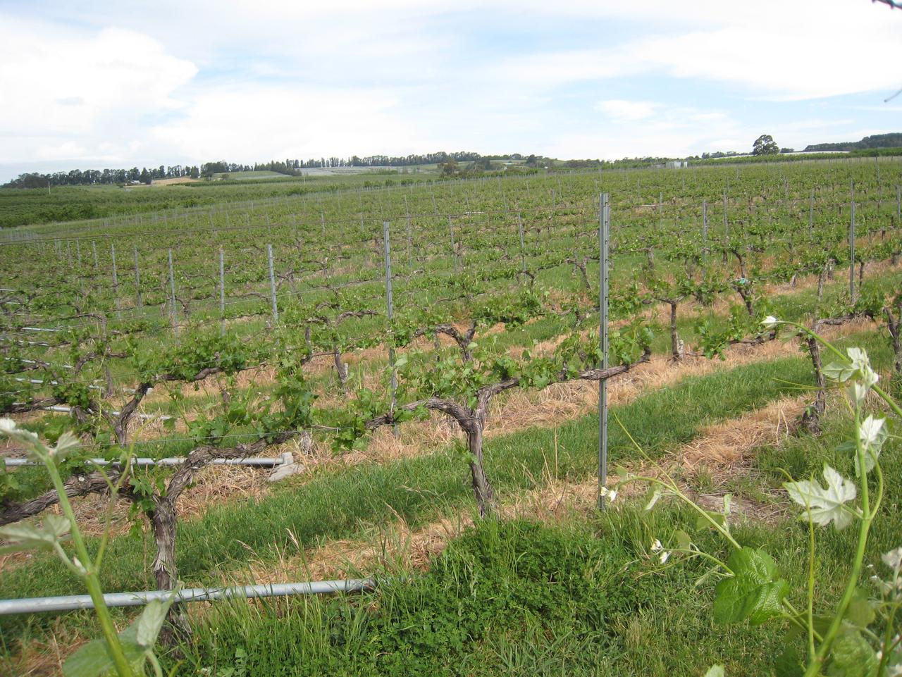 One of Orange’s cool-climate vineyards. Picture: Supplied.