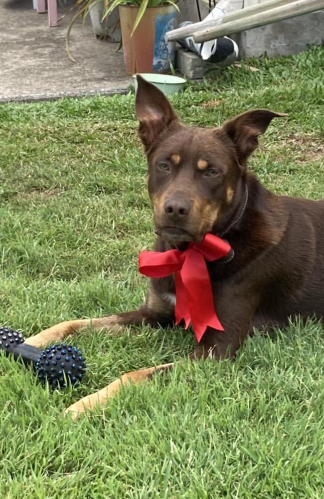 Whiskey: Colleen Connor's 2 and a half year old Kelpie
