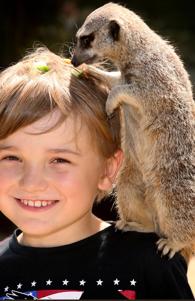 Symbio Wildlife Park: Meerkat Experience program proves popular | Daily ...