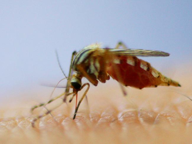 The warm autumn weather has extended the mosquito danger season in the Clarence Valley.