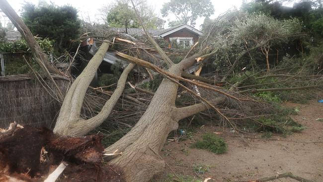 A large pine tree took out a garage in Wimbledon Ave in Mount Eliza. Picture: NCA NewsWire / David Crosling