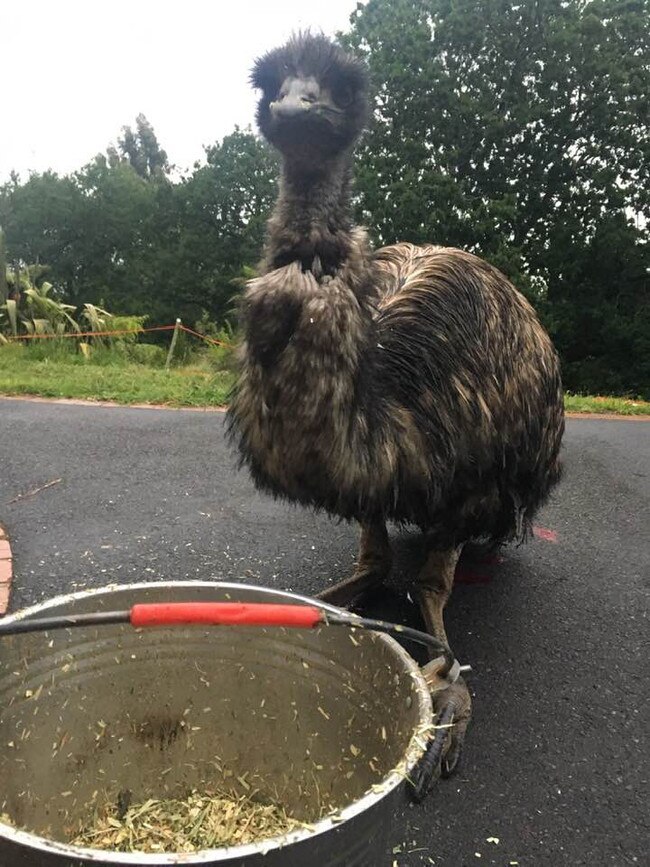 The elderly emu enjoys a snack.