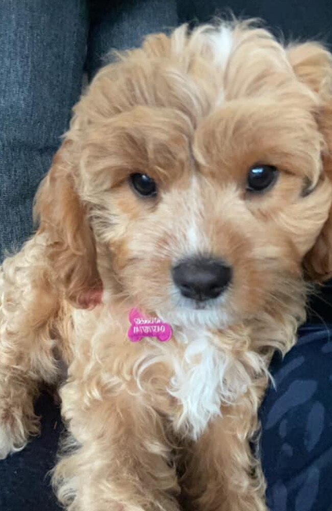 Stella: Leila Steffen's 1 year old Cavoodle