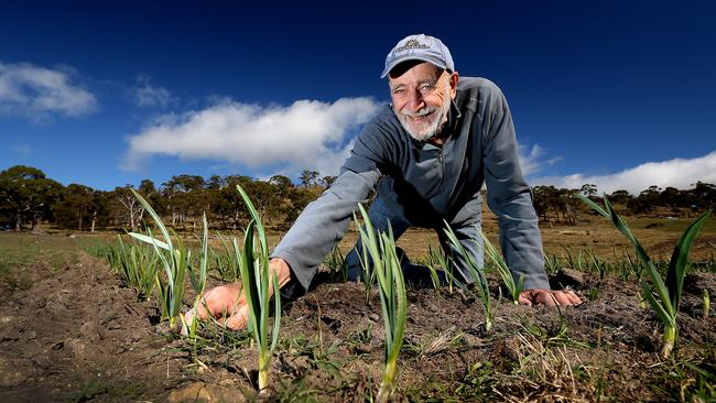 Innovative farmer Tony Scherer, the father of organic and sustainable farming in Tasmania, in his garlic patch at his Penna property, he is now is doing new projects. pic Sam Rosewarne