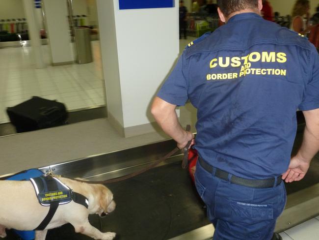 Sniffer dogs are used at Australian airports to detect items infected with Foot and Mouth Disease. Picture: ABF