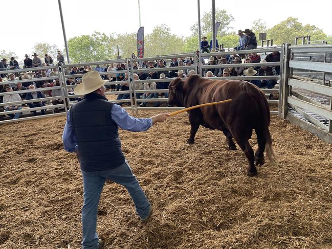 The annual Ramsey & Bulmer Bull and Female auction Friday June 25,2021.