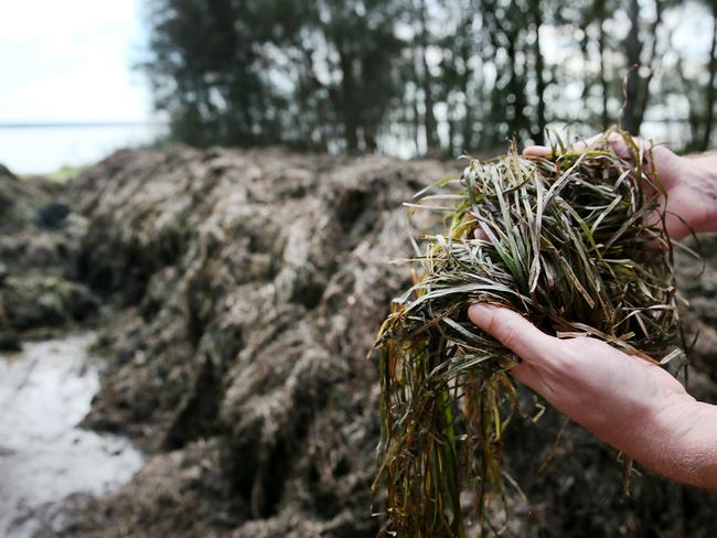 Piles of rotting wrack Friday at Budgewoi. Picture: AAP /Sue Graham