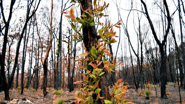 Vegetation regrowth seen among bushland destroyed by bushfires in Kulnura, Wednesday, January 15, 2020. The area hit by the Wrights Creek Fire in early December 2018. (AAP Image/Joel Carrett) NO ARCHIVING