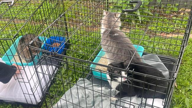 Three cats left behind, covered by a tarp and in cages, at an Elizabeth Park home. Picture: Supplied