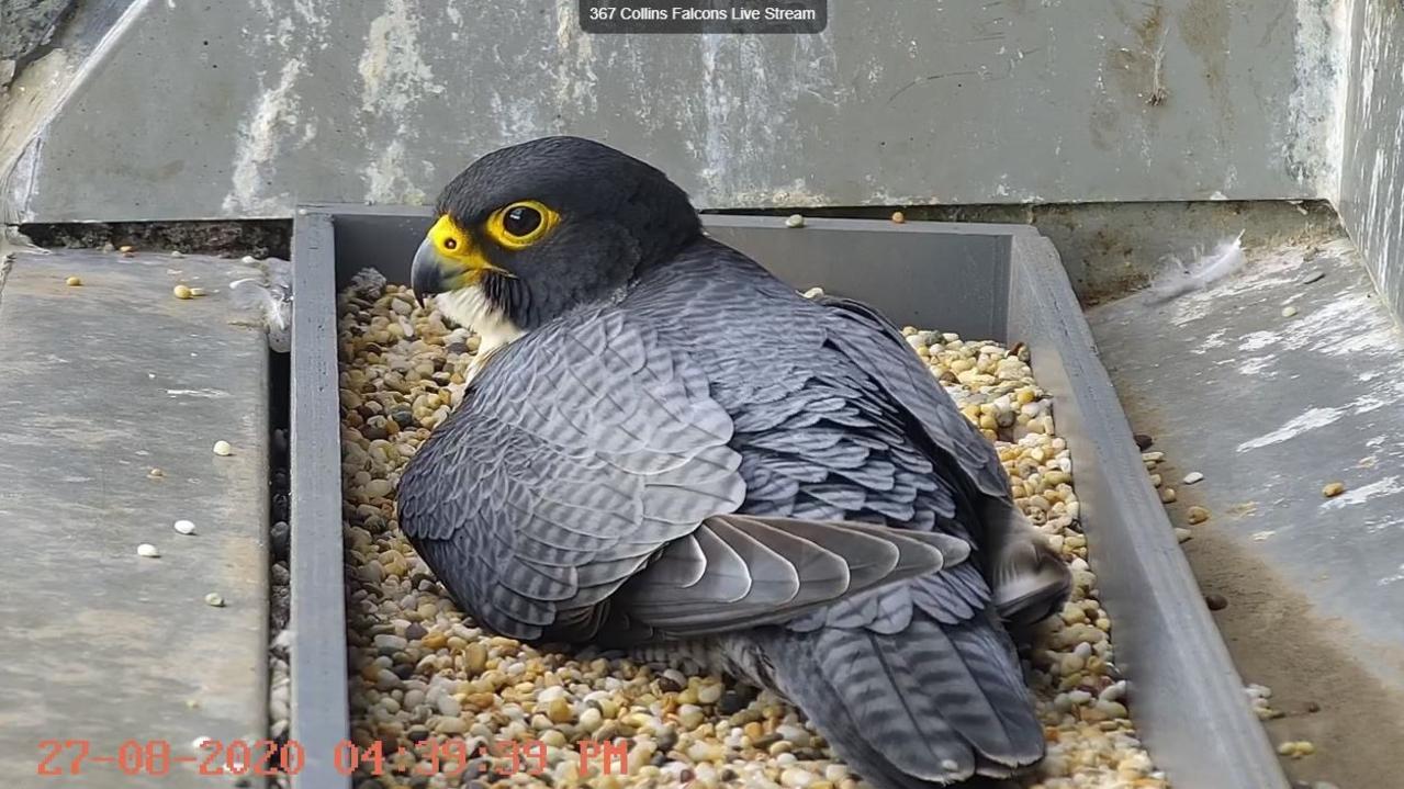 The falcon captured on 367 Collins Street Falcons Live Stream