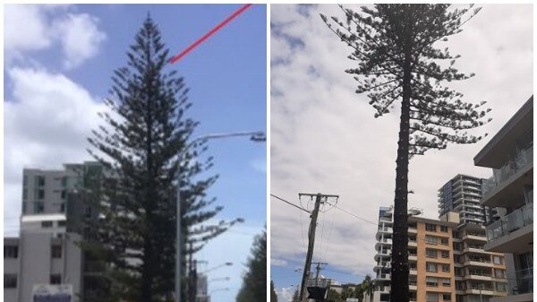 Then + now: the tree in a report to councillors, compared to photos taken at the weekend.