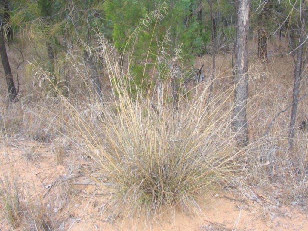 African lovegrass is plaguing the Granite Belt and could be the fuel that lights the fire for the region this bushfire season. Photo: Department of Environment and Science