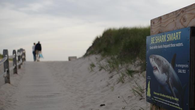 Most tourism revenue for the entire year is earned in summer – precisely when sharks converge around Cape Cod to hunt seals.