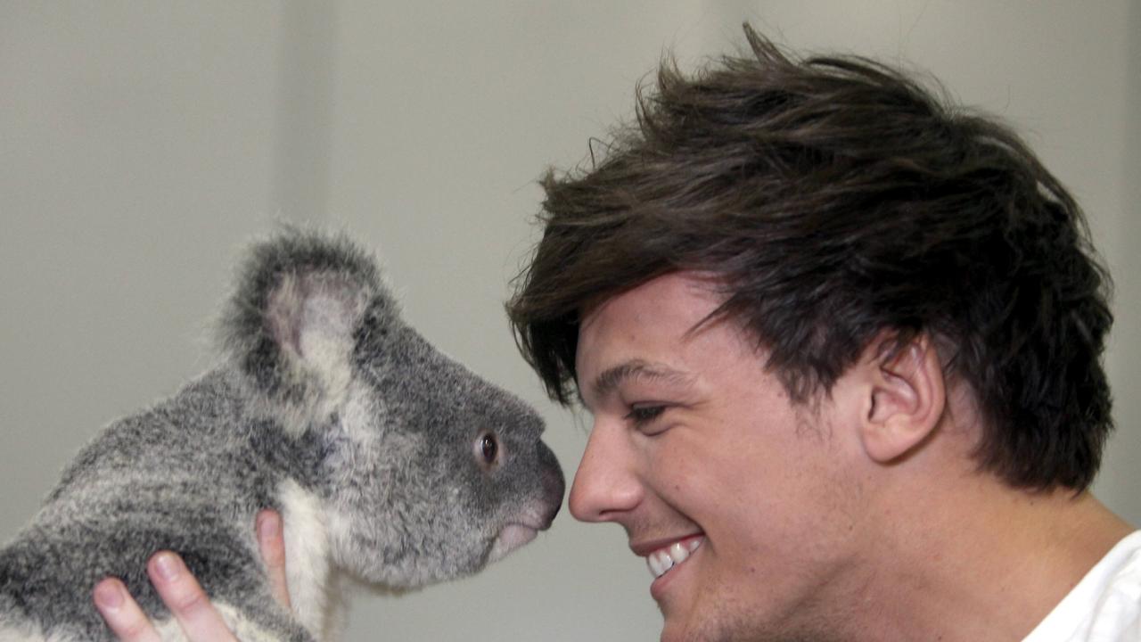 Louis from One Direction meet Kat the koala from Lone Pine, Picture: Nathan Richter