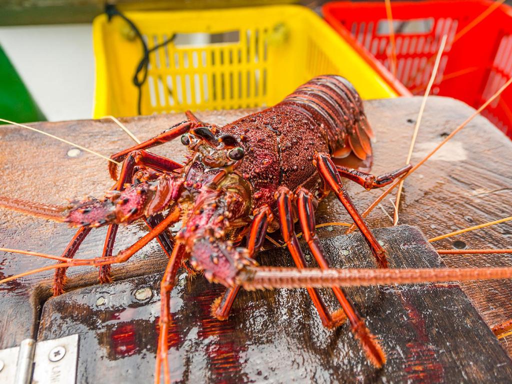 A limit of four rock lobsters per customer per store is now in place at Woolworths stores. Image: Supplied