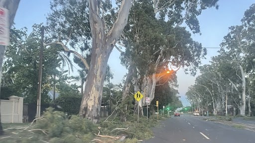 The SES responded to more than 350 incidents across Adelaide after strong winds on Monday morning, including on Greenhill Rd at Hazelwood Park. Picture: Kara Jung