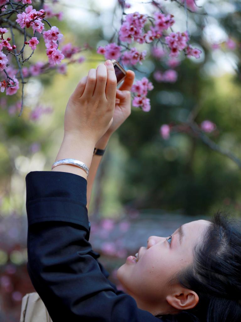 Many opportunities for social media photos at the annual Cherry Blossom Festival in Auburn. Auburn, Saturday 17 August, 2019. (AAP IMAGE / Angelo Velardo)