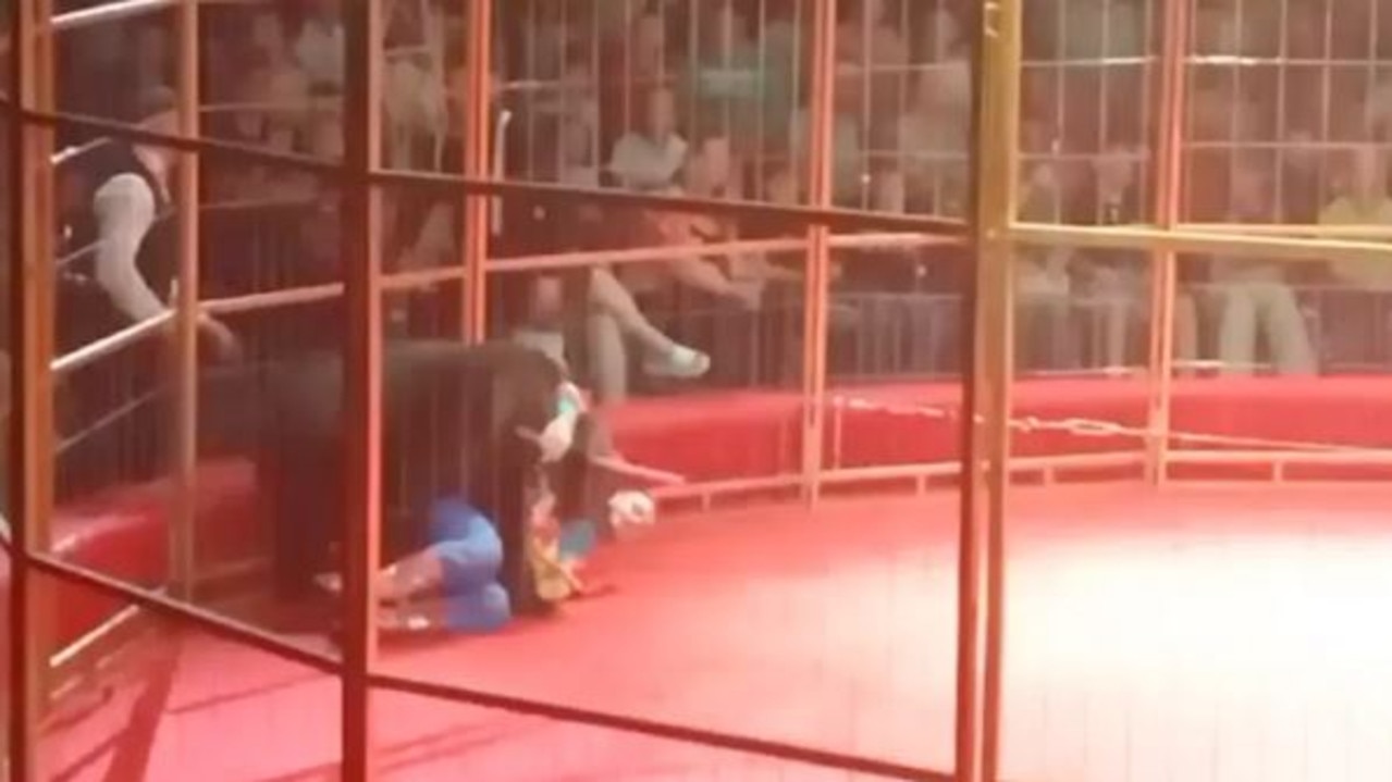 A circus trainer almost met his end in front of a live audience when a performing bear turned on him during a show.