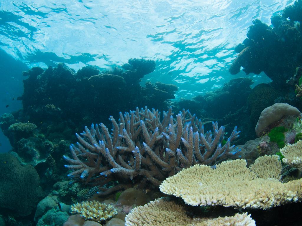 Scientists Harness Mother Nature To Rebuild Damaged Coral Reefs | The ...