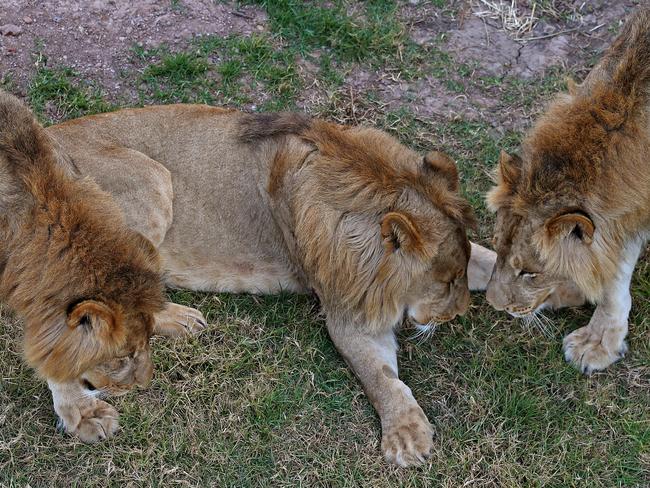 First look at the lion and cheetah enclosures inside Sydney Zoo in Bungarribee in Sydney's west, the first zoo to open in Sydney in over 100 years. Four lion siblings brought in from Taronga Western Plains Zoo in Dubbo get familiar with their new surroundings. Brothers Karoo, Virunga, Sheru and Bakari make themselves comfortable. Picture: Toby Zerna