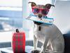 Airlines grapple with new rules to allow pets on planes