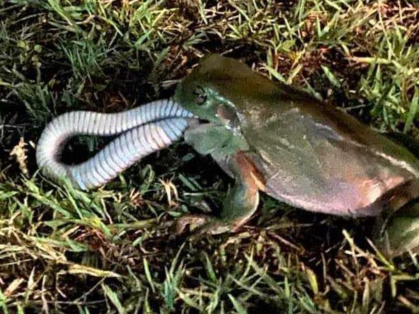 It took the green tree frog at least half an hour to swallow the freshwater snake on Tuesday night. Picture: Melissa MacPherson