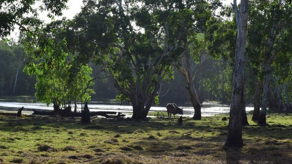 Bramwell Station was first taken up in the 1930s as a pastoral lease and has had only three owners. Picture: supplied.