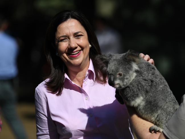 Politicians. Queensland Premier Annastacia Palaszczuk pats CJ the koala during a visit to Currumbin Wildlife Sanctuary on the Gold Coast. Picture: NCA NewsWire / Dan Peled