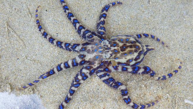 A community warning has been issued after blue ringed octopuses were spotted in Clifton Springs.