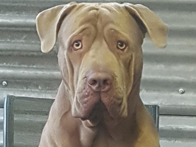 Hank the Bull Mastiff has been seized by Moreton Bay Regional Council as a dangerous dog