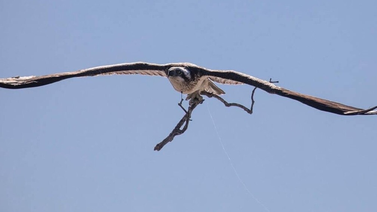 In August 2020, well-known Urangan osprey, Queenie, was snagged and pierced in her chest by a double gang fishhook.