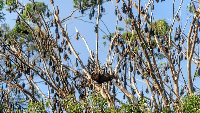 Bats sit in the trees above the carpark at Maclean High School. Picture: Adam Hourigan