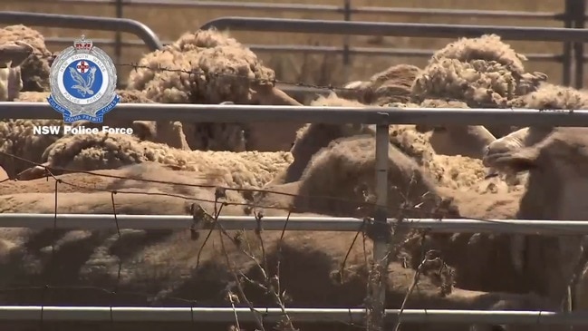 Police seize 100 sheep and a Mercedes Benz from a property near Junee