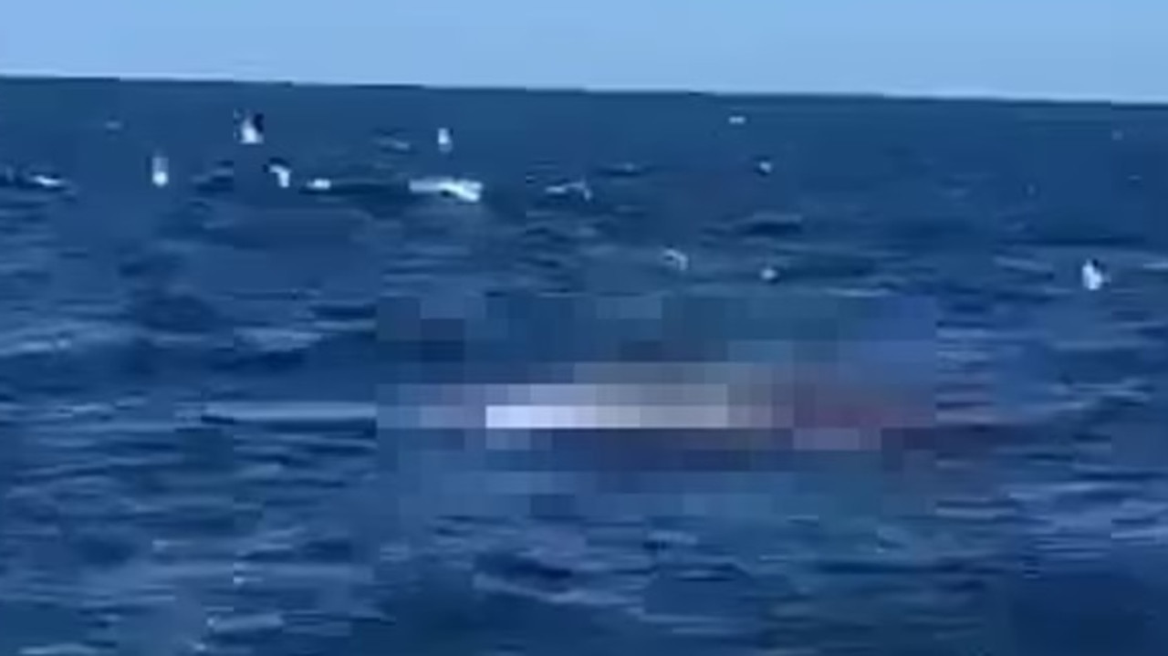 Sydney Shark - Flash Game 