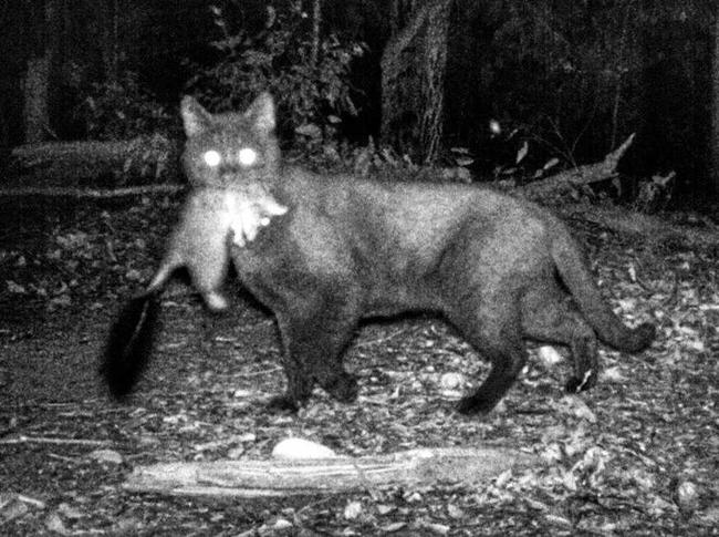 CLAWS OUT: With domestic cats taking a toll on our wildlife Is it time for a cat curfew? Picture: Contributed