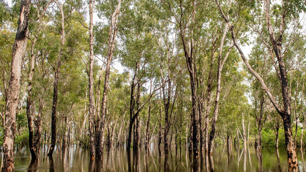 Kakadu National Park comes alive during the wet season. Guluyambi Wet Season Tour and Cruise takes you through the submerged paperbark forests of the National Park after heavy rains. Picture: Che Chorley