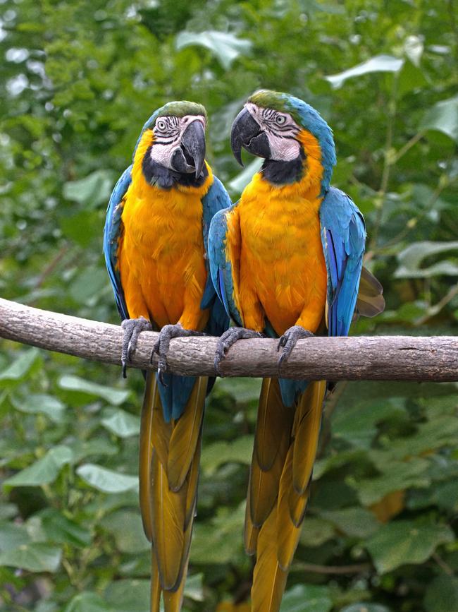 Macaws in Ecuador.