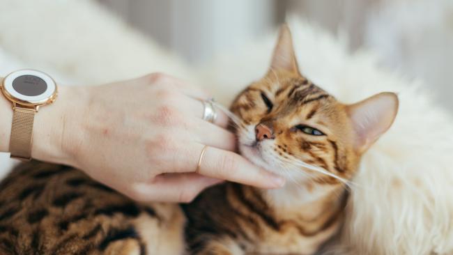 Calling all cat lovers! The Cat Lovers Show is on at the Royal Exhibition Building, September 8 and 9.