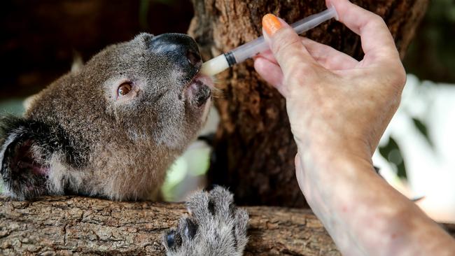 Entire populations of koalas were wiped out in the bushfires. Picture: Nathan Edwards