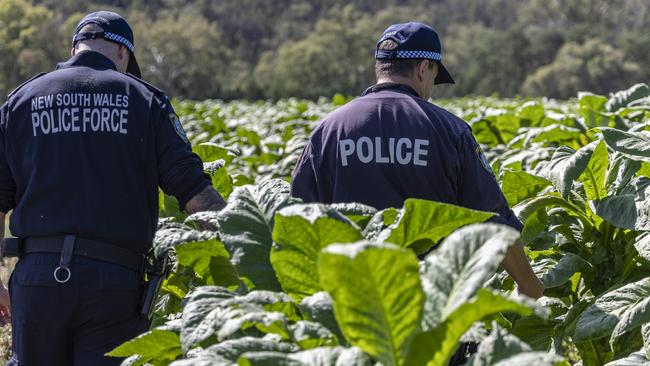 More than 16 tonnes of tobacco crop was seized in the rai. Picture: NSW Police