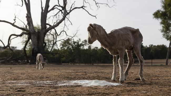 Emaciated sheep can eat only cotton seed spread on the Jerry family farm Marlborough, 40km outside Coonabarabran. Picture: Getty