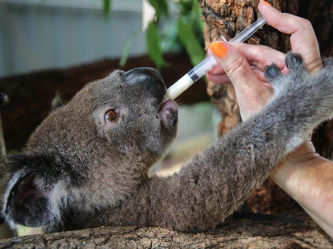 Baz the koalas is given his daily formula at the Port Macquarie Koala Hospital. Picture: Nathan Edwards